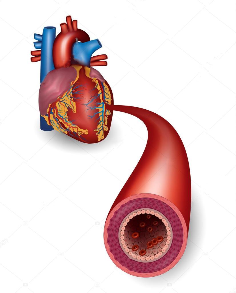 Yüksek Tansiyon Kalp Damar Sağlığını Nasıl Etkiler?